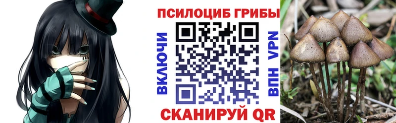 Купить закладки Волосово Галлюциногенные грибы Cubensis